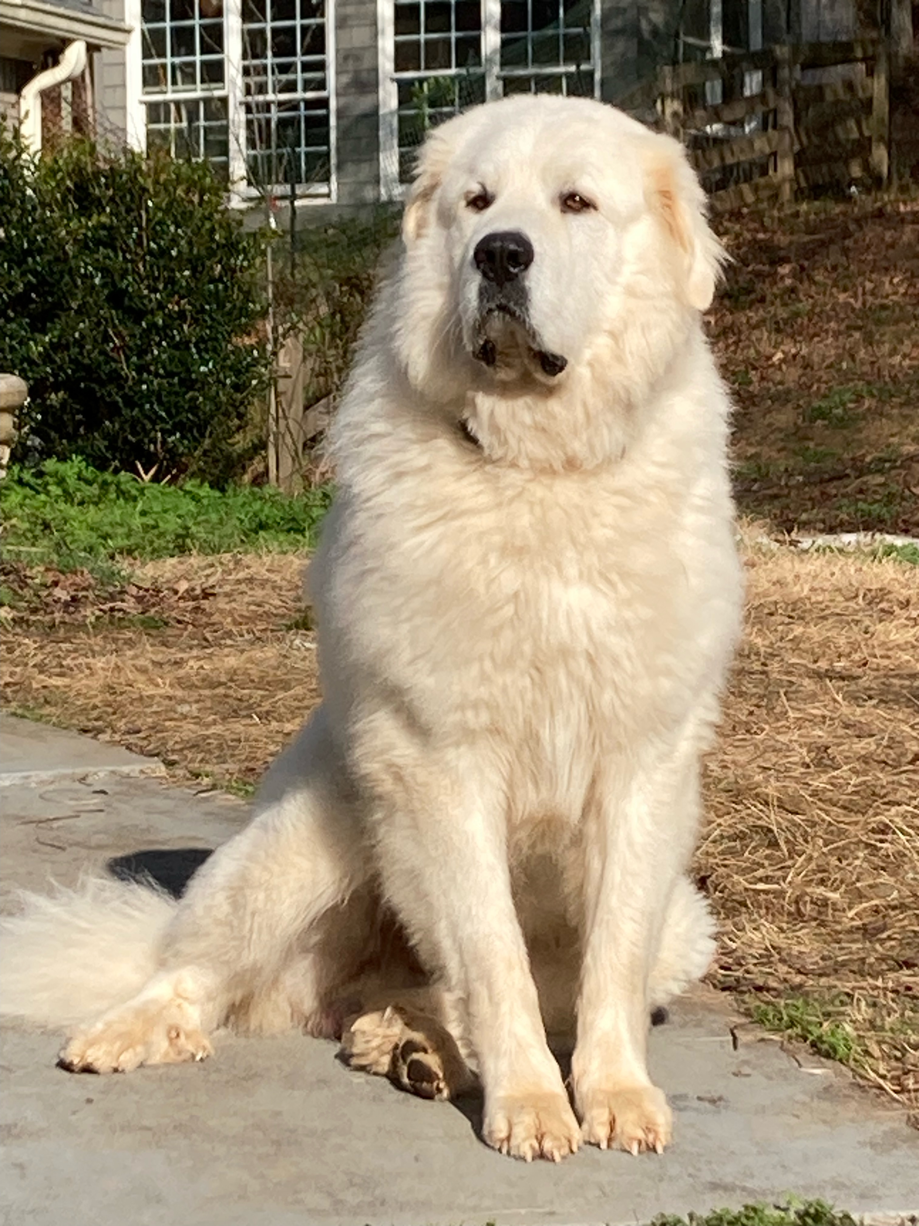 AKC-Certified Great Pyrenees large guardian dog guards the property in Alpharetta, Georgia