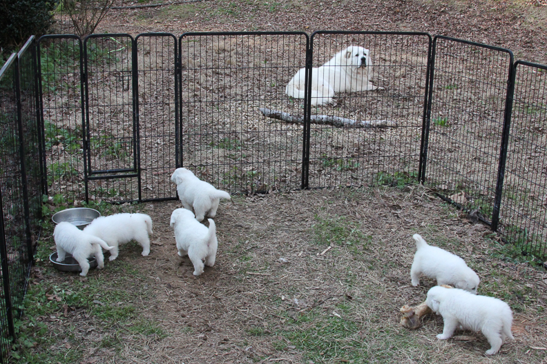 6 white great pyrenees puppies are playing in dog pen near huge pure white great pyrenees dog Misha