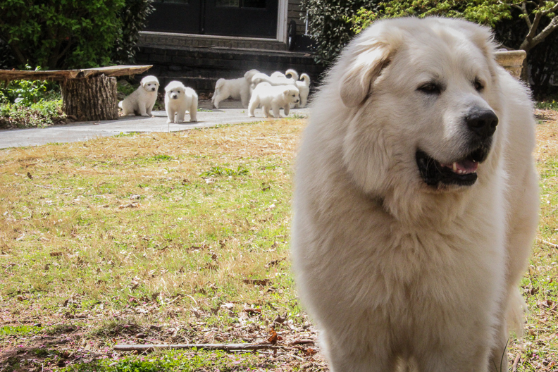 AKC-certified Great Pyrenees large guardian dog and his puppies guard the farm in Milton, Georgia
