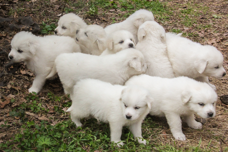 10 great pyrenees cute white puppies play altogether on the farm in Milton Georgia