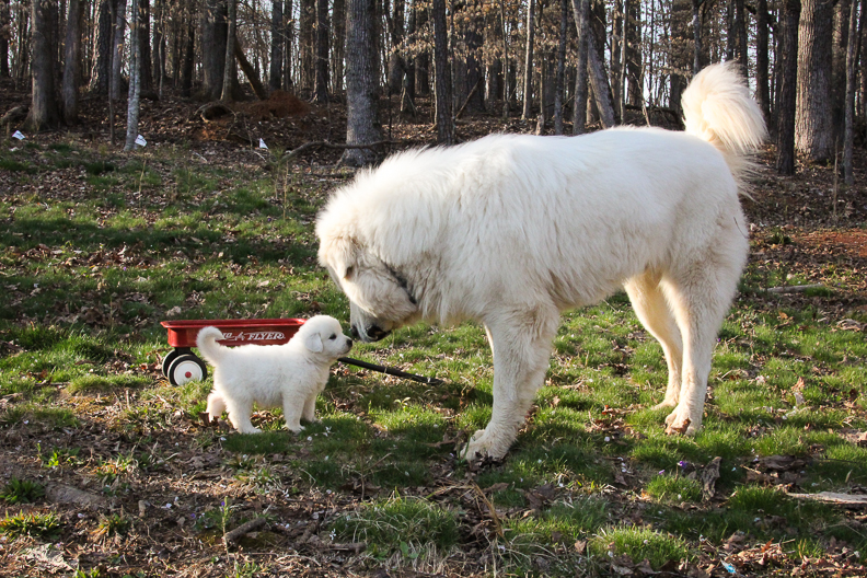 White Great Pyrenees livestock guardian dogs are playing on the farm in Georgia.