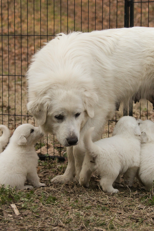 Great Pyrenees female guardian dog and puppies for sale in Alpharetta, Georgia and in Milton, Georgia
