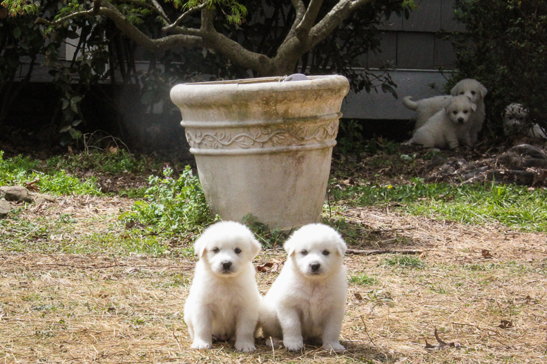 4 great pyrenees white puppies play on the farm in GA
