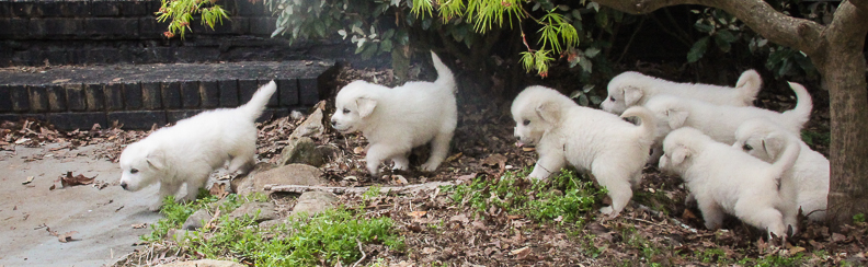 Great Pyrenees white puppies run and play together on farm in Georgia