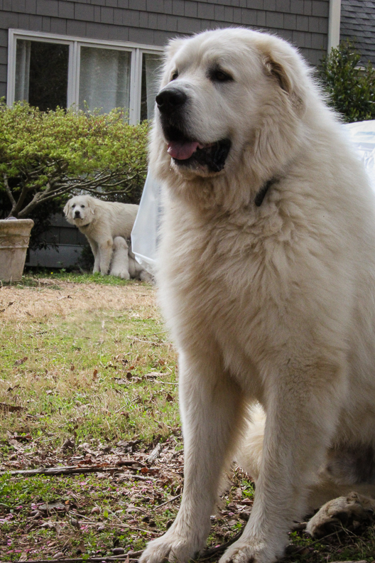 AKC-certified Great Pyrenees guardian white dog in Milton, Georgia