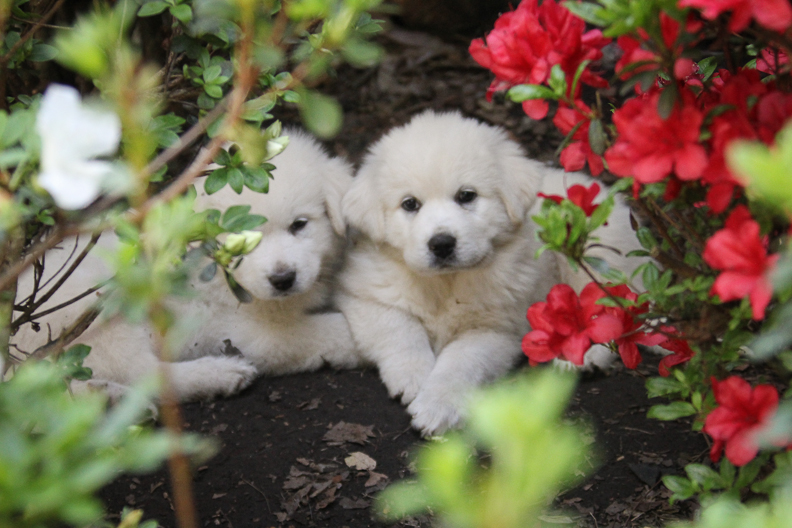 two cute white great pyrenees puppies hide in shade on farm in Milton, Georgia