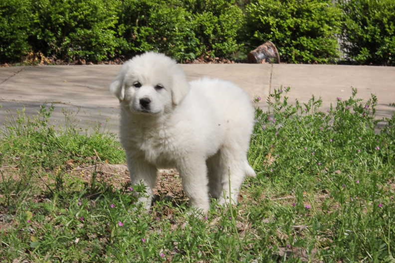 great pyrenees white 2 month old puppy is standing and waiting for sale in Milton, GA