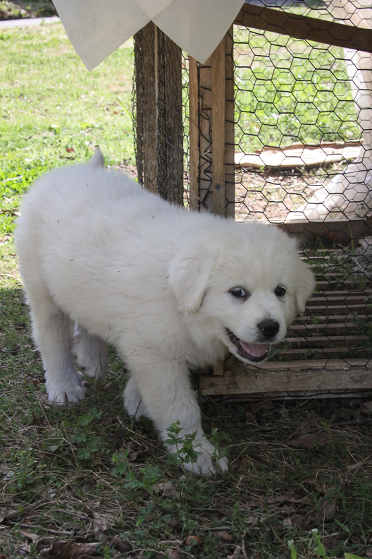 cute white great pyrenees puppy is hiding in the shade near farm animals