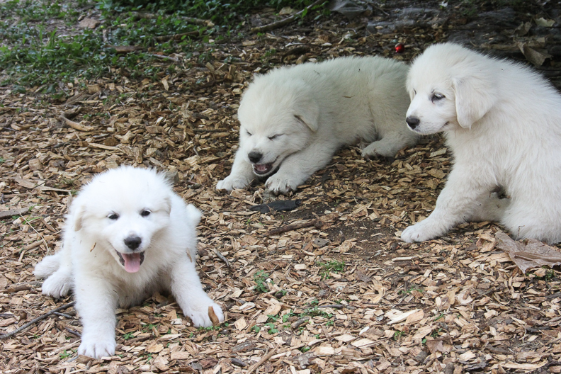 3 great pyrenees puppies for sale are playing together in shade on farm in Alpharetta, Georgia