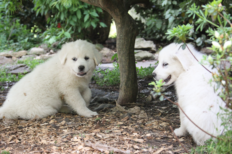 Two white great pyrenees puppies for sale are resting in shade near farm house in Alpharetta, Georgia