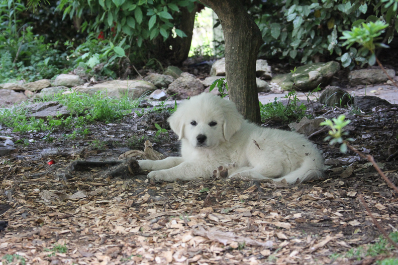 Great Pyrenees Puppy for sale lays in shade on farm waiting for the buyer in Alpharetta, GA 
