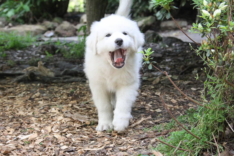 the cutest great pyrenees puppy yawns