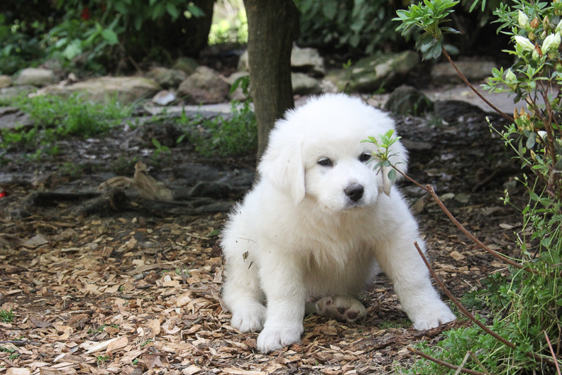 White Great Pyrenees Puppy for sale in Alpharetta, GA on a farm