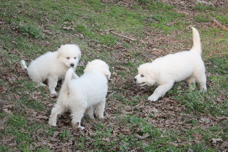 3 Great pyrenees puppies for sale are playing. they are available for sale in Fulton county Georgia.
