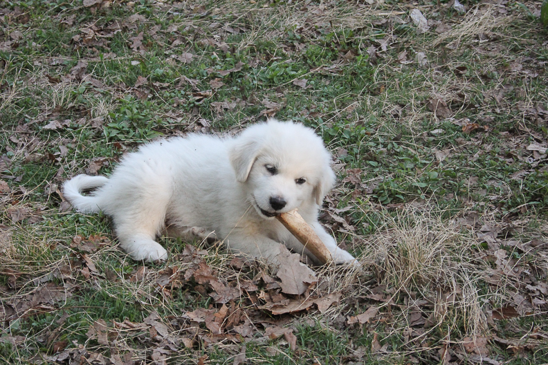 2 month old great pyrenees puppy for sale is chewing a bone