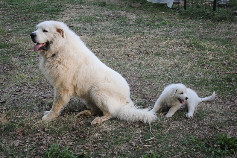 Great Pyrenees large pure breed guardian dog AKC-certified and puppy for sale in Georgia
