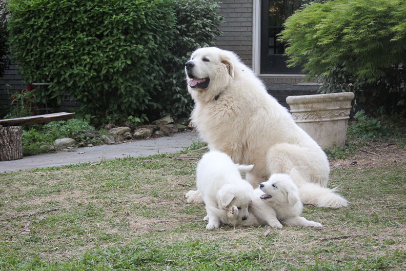 Great Pyrenees Guardian dogs and puppies in Alpharetta, Georgia. 2 white puppies play while Male Certified Large Great Pyrenees guards property in Milton, Georgia