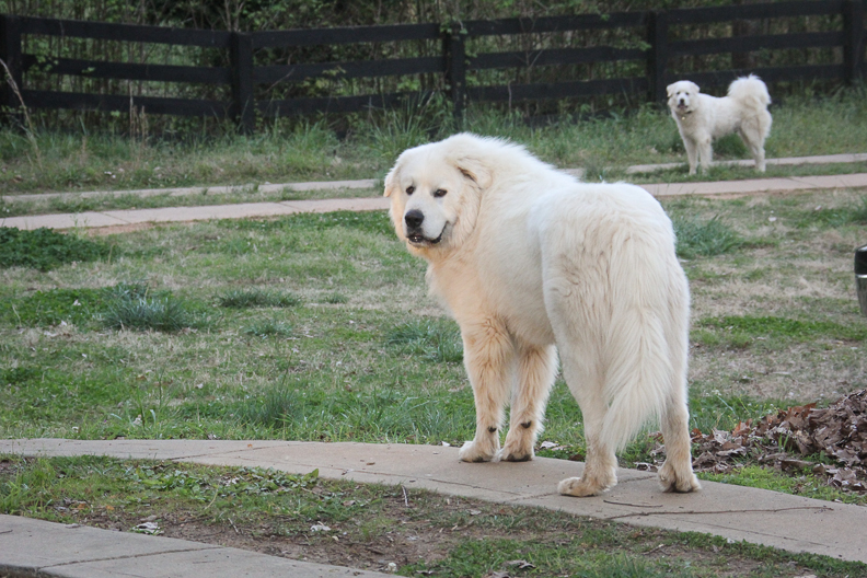 AKC-certified Great Pyrenees guardian dogs are located on a farm in Georgia. Male and female great pyrenees guard the property together